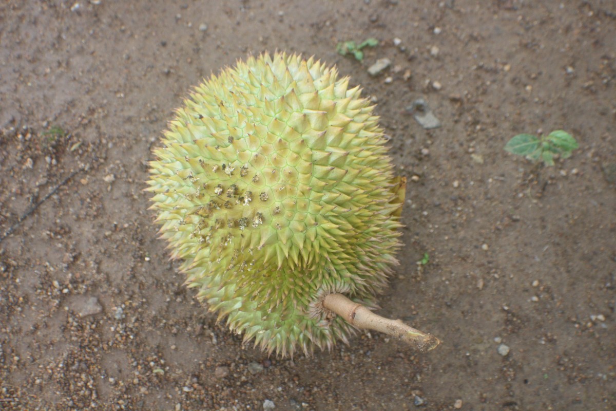 Durio zibethinus L.